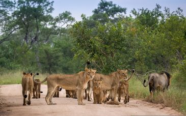 La Kruger Lifestyle Lodge 4*