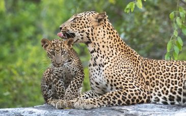 Safari privato: Tra leopardi e fortezze con estensione alle Maldive