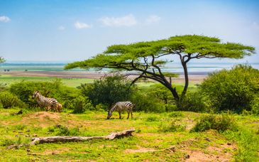 Safari di 4 o 5 notti e AHG Hisia Nungwi Experience Hotel
