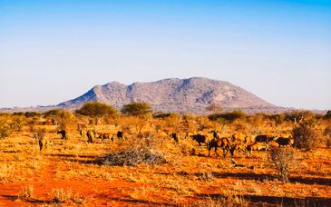 Hilton Dubai Al Habatoor City 5*, Safari in Kenya e Baobab Beach Resort & Spa 4*