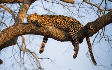 Kholiwe on Kruger Lodge 4*