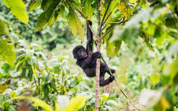 Circuit privé : Voyage au Rwanda et en Ouganda