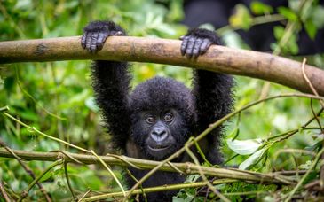 Circuit privatif - Découverte et premiers pas au Rwanda