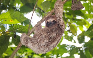 Tour da 7 a 10 notti tra sabbia, bradipi e grattacieli a Panama