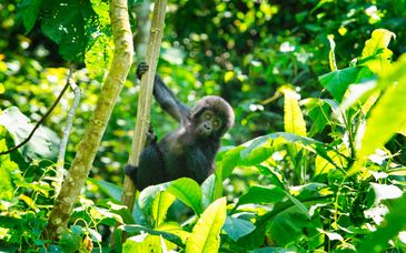 Circuit privé : Safari magique en Ouganda