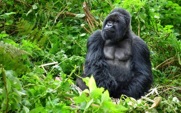 Safari privé à la découverte de l'Ouganda et du Rwanda