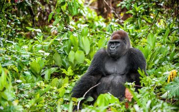 Safari en 6 nuits avec extension possible au White Paradise Zanzibar 4*