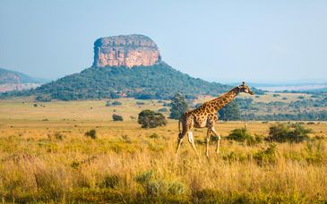 Safari al Pan African Safari Lodge 4*