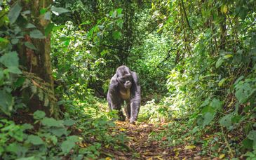 Safari : A la découverte du Rwanda en 8 nuits