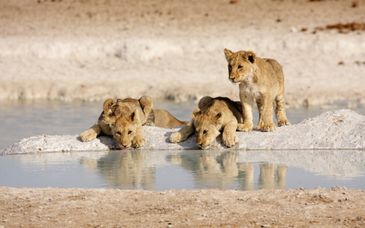 Tour in auto: Alla scoperta di Namibia, Botswana e Cascate Vittoria