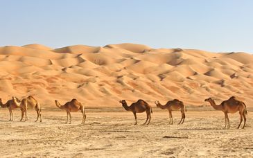 IntercityHotel Muscat 4*
