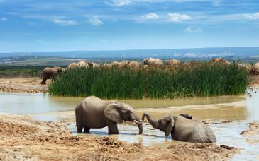 Pan African Safari Lodge 4* de 7 a 12 noches