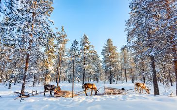 Soggiorno multiattività al Suomu Chalets 4*