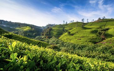 Tour di gruppo: L'essenza dello Sri Lanka