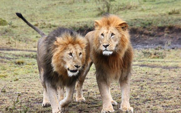 Ihre Safari im Überblick