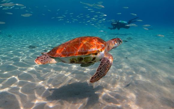 Mettez une option sur l