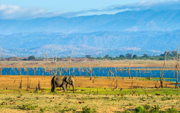 Mettez une option sur l