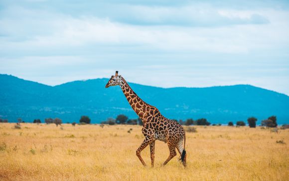 Rendez-vous... au Kenya