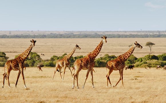 Votre safari en un clin d'oeil