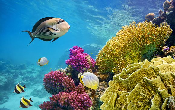 Mettez une option sur l