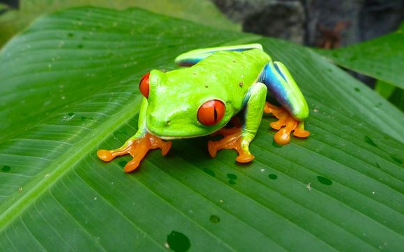 Rendez-vous... au Costa Rica