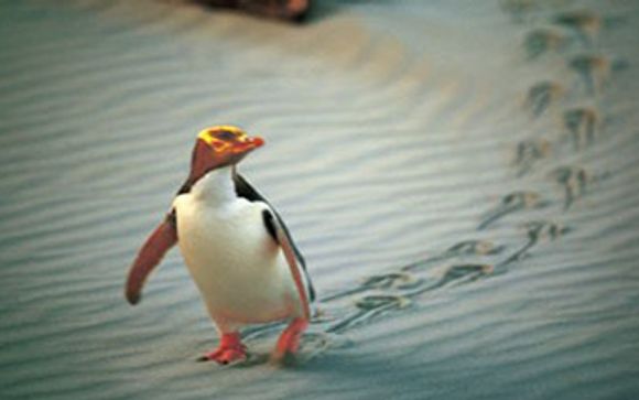 Mettez une option sur l’évasion