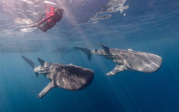 Im Angebot enthalten