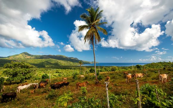 Safari Bayaguana : Plongée au Cœur de la Culture Dominicaine