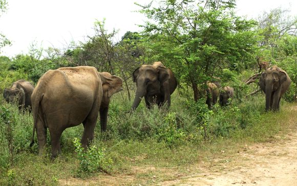 Willkommen auf Sri Lanka