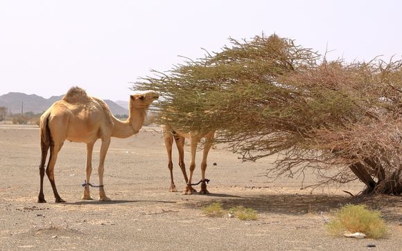 Ihre enthaltenen Ausflüge
