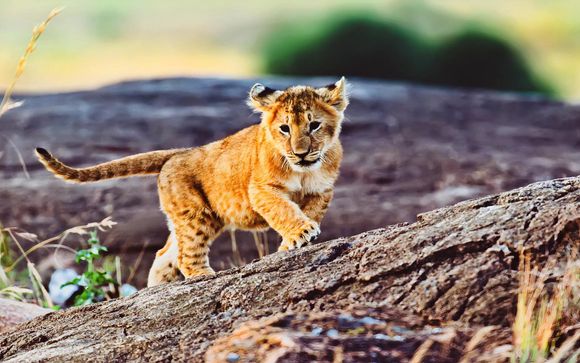 Ihre Safari im Überblick