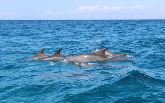 Ihr enthaltener Ausflug