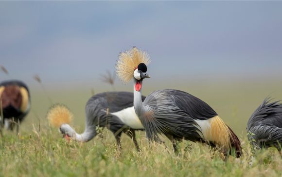 Ihre Safari im Detail