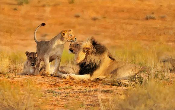 Votre séjour au Royal Kruger Lodge