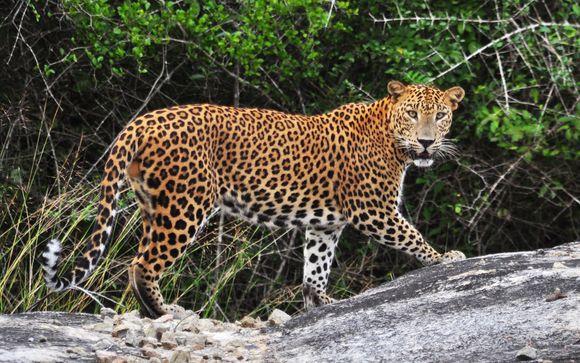 Safari in 6 Nächten