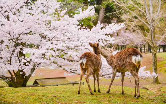 Ihre Ausflugsoptionen