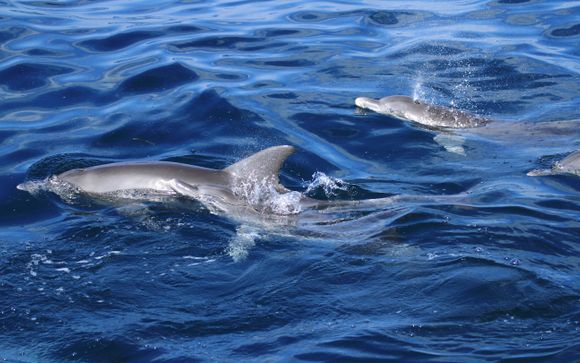 Ihre Ausflugsoptionen