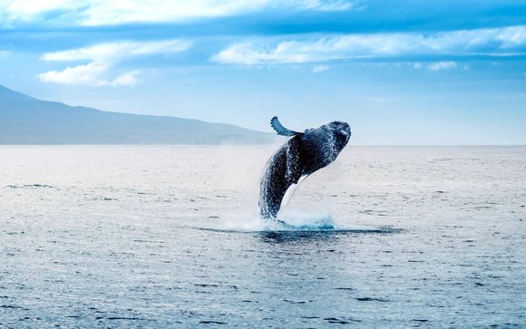 Ihre Ausflugsoptionen