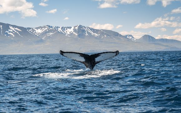Ihre Ausflugsoptionen