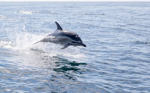Ihre Ausflugsoptionen
