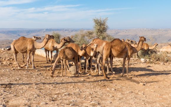 Ihre Ausflugsoptionen