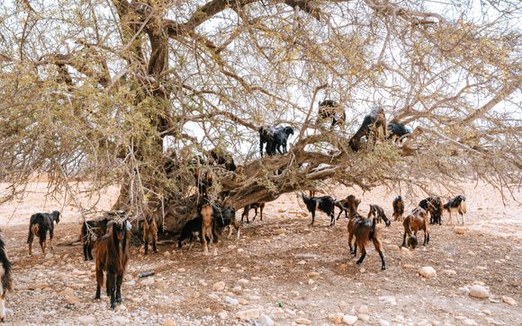 Willkommen in Taghazout
