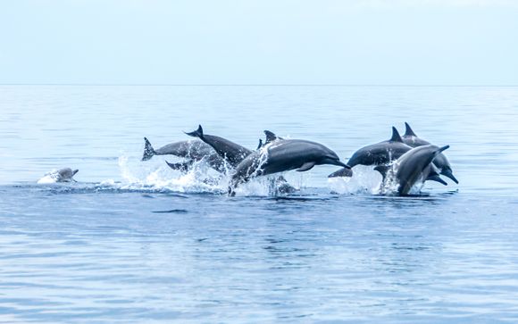 Ihre Ausflugsoptionen