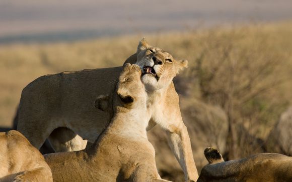 Bei 10 Nächten: 3-tägige Safari