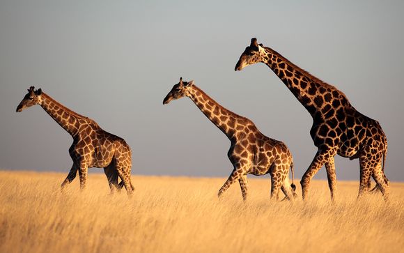 Willkommen in... Kenia!