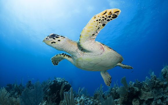 Et pour aller plus loin...