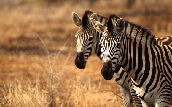 Ihre Safari-Optionen