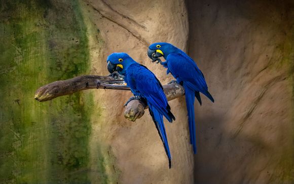 Ihre Optionen in Iguazú