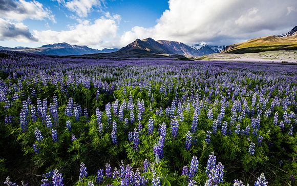 Willkommen in... Island!