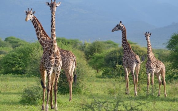 Ihre Safari im Detail